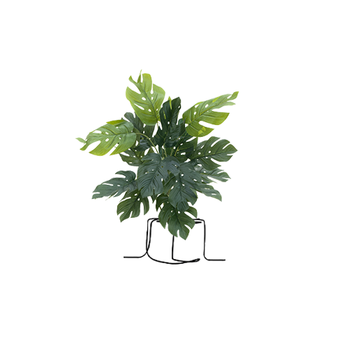 Abbildung einer kleinen Pflanze