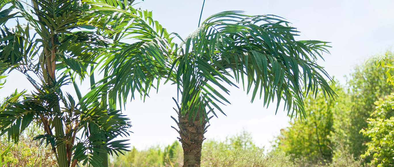 Palmbäume Titelbild