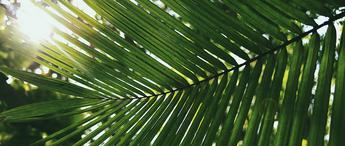 Palmwedel Titelbild