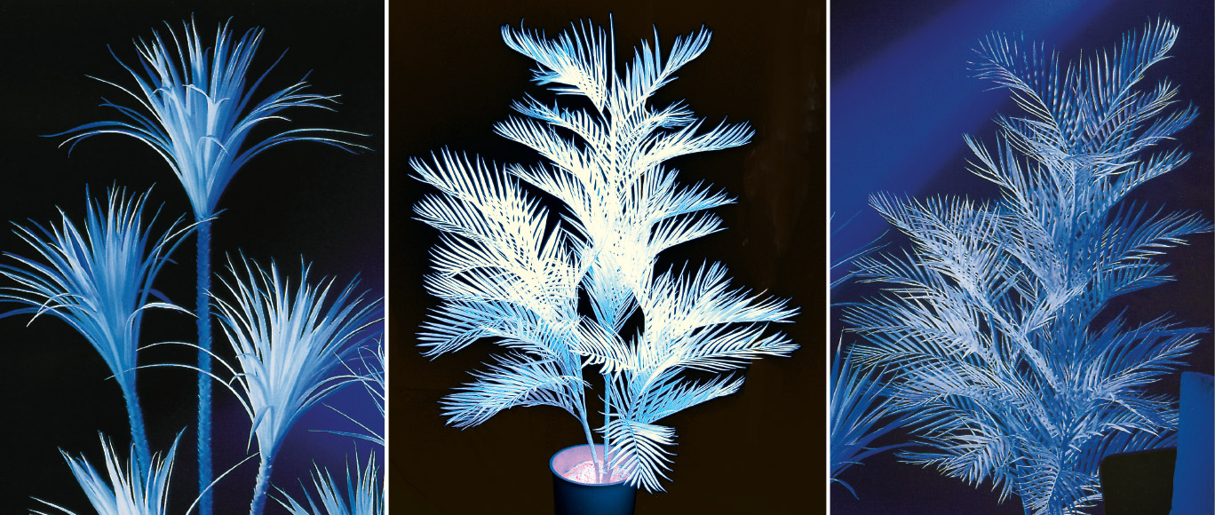 UV-aktive Pflanzen Titelbild