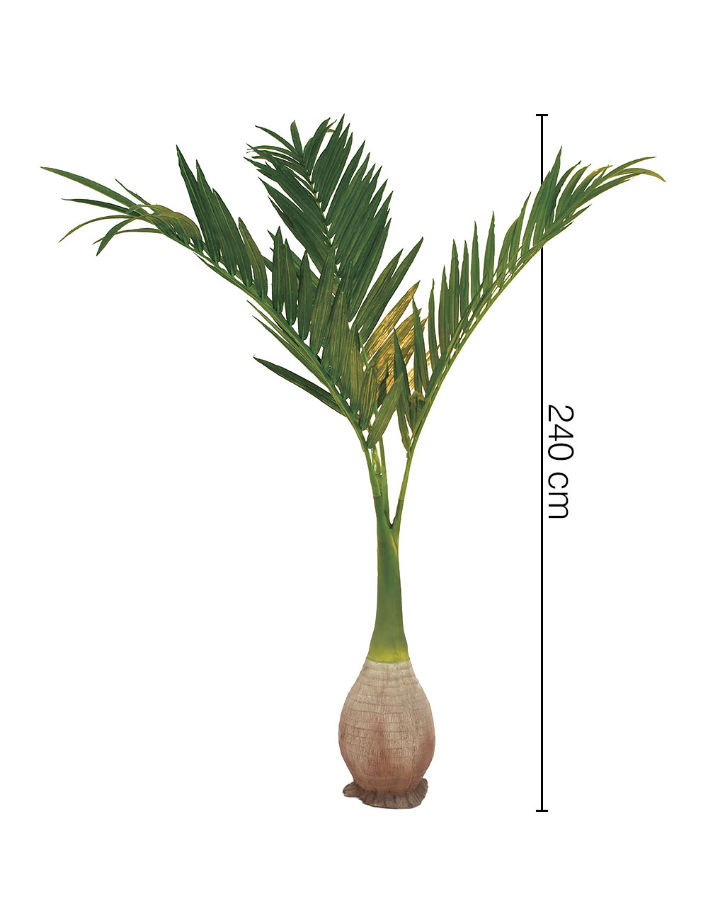 EUROPALMS Phoenix palm dimensions