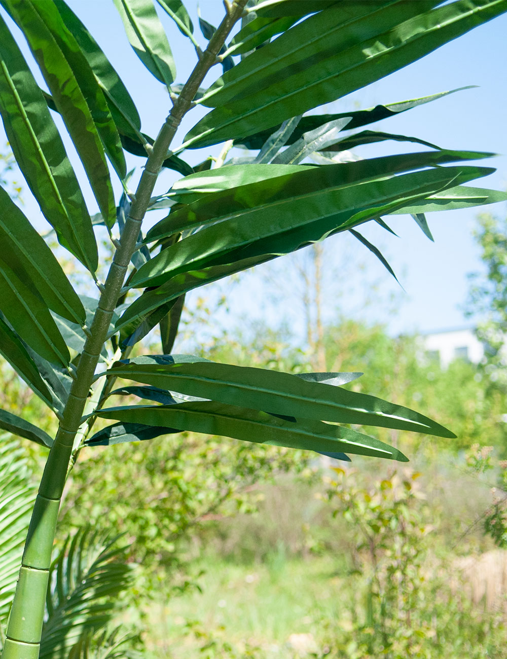 EUROPALMS Phoenix palm example of use image 2
