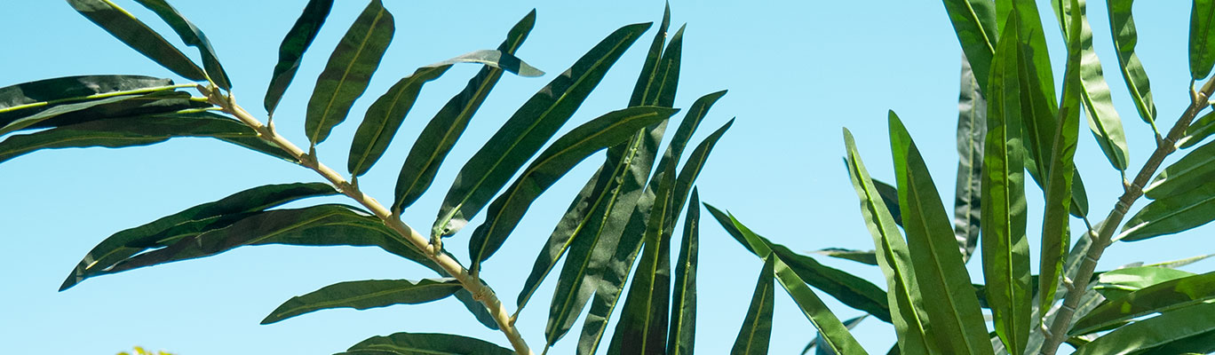 EUROPALMS Phoenix palm example of use image 3